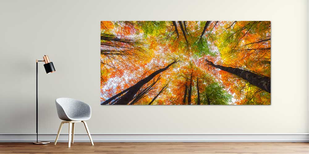 Sonbahar Ormanı Yukarıdan Bakış Panorama Büyük Ebatlı Duvar Dekoru 11946