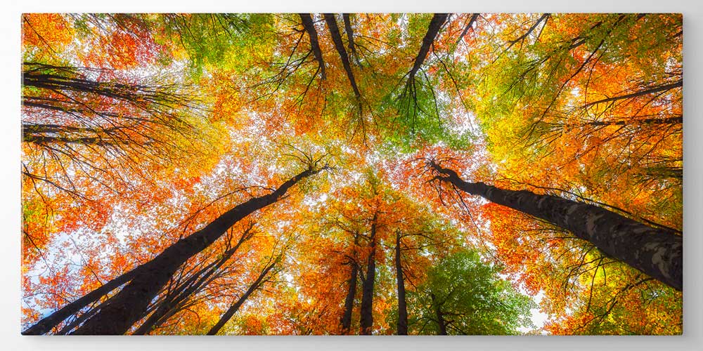 Sonbahar Ormanı Yukarıdan Bakış Panorama Büyük Ebatlı Duvar Dekoru 11946