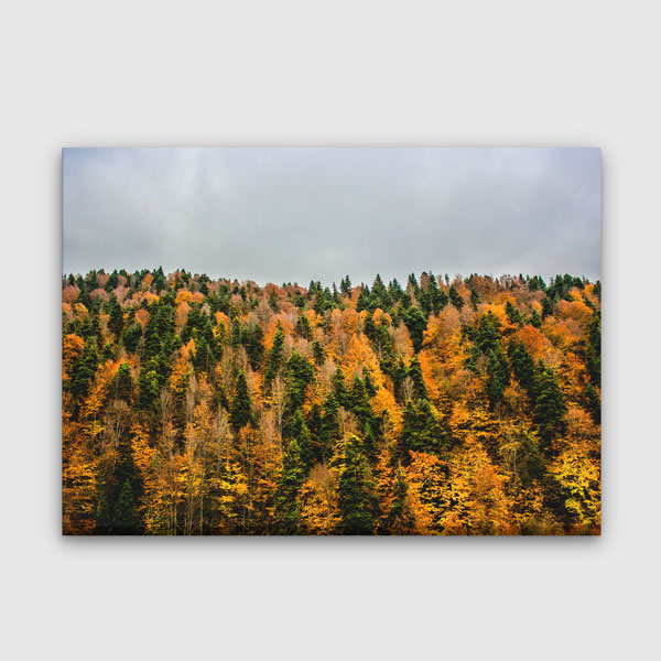 Sonbahar Ormanı Renk Geçişleri Doğa Kanvas Tablo 12113