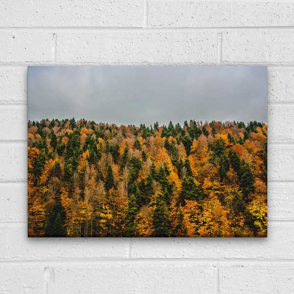 Sonbahar Ormanı Renk Geçişleri Doğa Kanvas Tablo 12113
