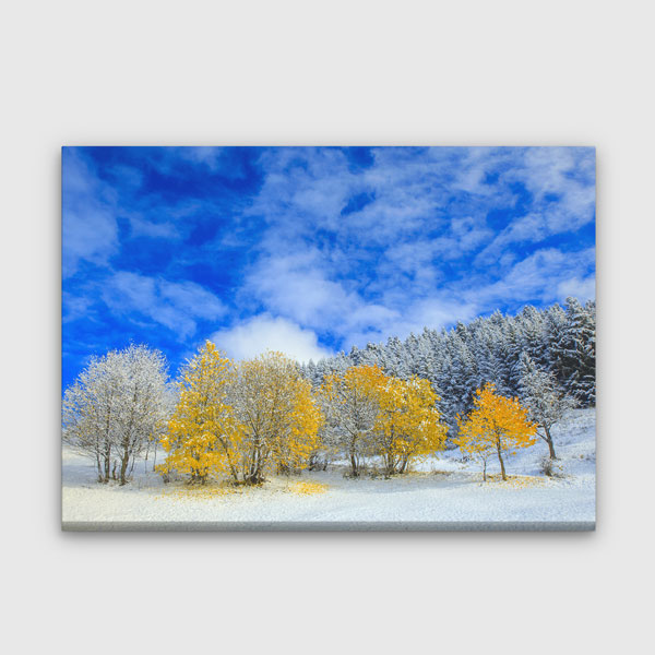 Karlı Zeminde Sarı Ağaçlar ve Mavi Gökyüzü Kanvas Tablo 12120