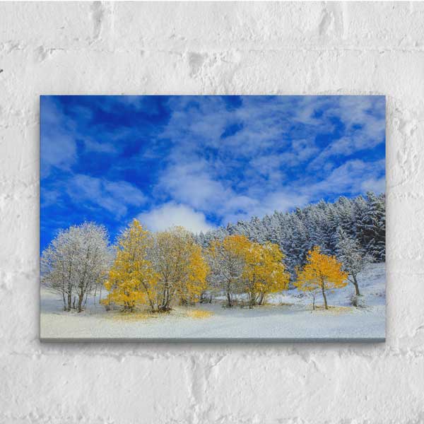 Karlı Zeminde Sarı Ağaçlar ve Mavi Gökyüzü Kanvas Tablo 12120