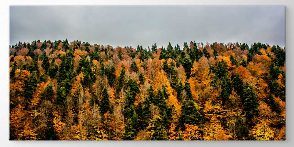 Sonbahar Ormanı Panorama Manzarası Büyük Ebatlı Duvar Dekoru 11943
