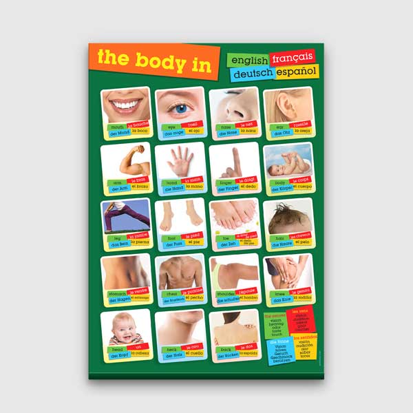Çok Dilli Vücut Bölümleri Poster Tablo – B-528
