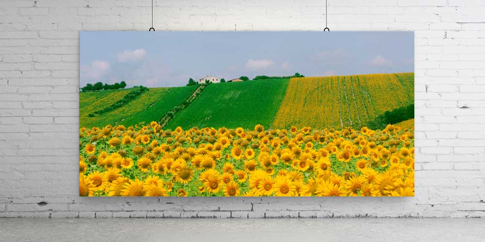 Ayçiçeği Tarlası Panoramik Manzara Büyük Ebat Duvar Dekoru 14197