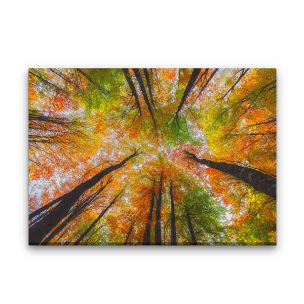 Sonbahar Ormanı Yukarı Bakış Perspektifi Doğa Kanvas Tablo 12115