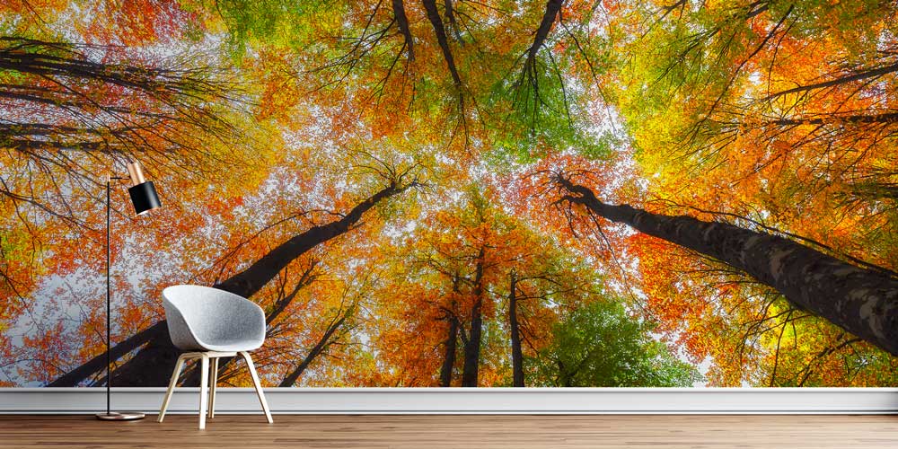 Sonbahar Ormanı Manzaralı Doğa Temalı Duvar Kağıdı ve Duvar Kaplaması 11600