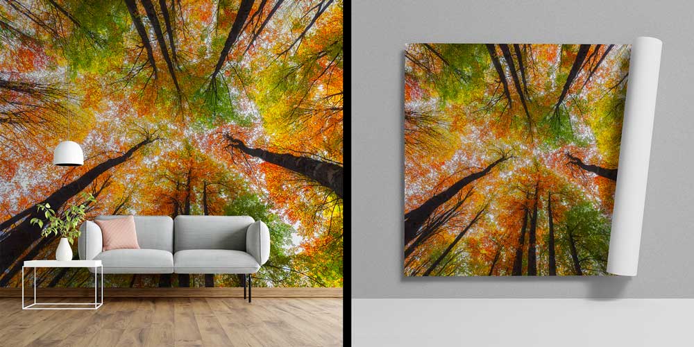Sonbahar Ormanı Manzaralı Doğa Temalı Duvar Kağıdı ve Duvar Kaplaması 11600