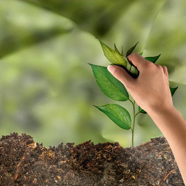 Topraktan Filizlenen Genç Bitki Duvar Örtüsü - Doğa ve Biyoloji Temalı 8219