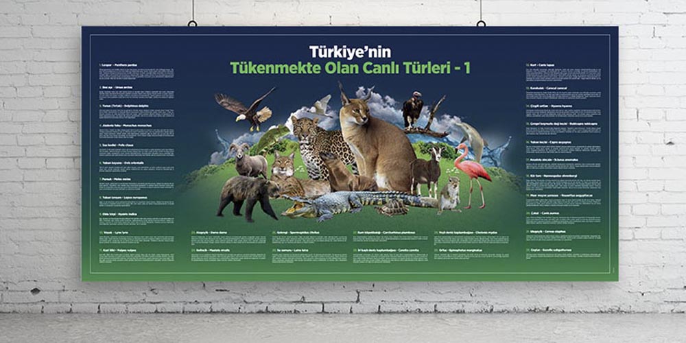 Türkiye'nin Tükenmekte Olan Canlı Türleri Duvar Dekoru - Sosyal Bilgiler Sınıfı F-127
