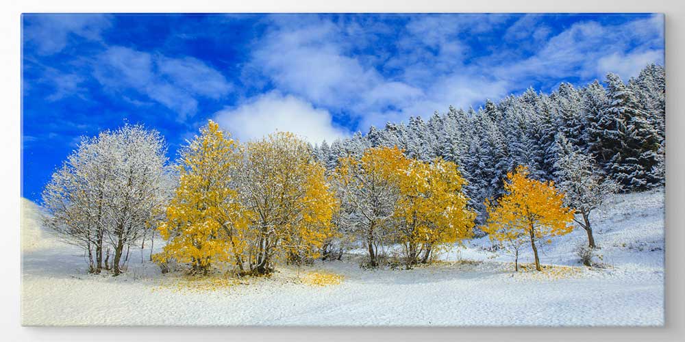 Karla Buluşan Sonbahar Ağaçları Panorama Büyük Ebatlı Duvar Dekoru 11948