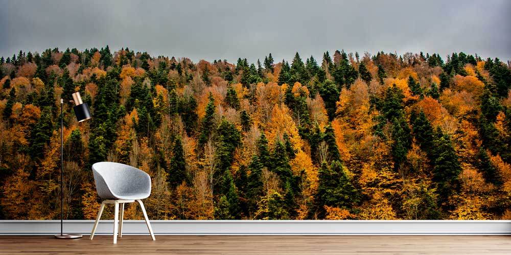 Sonbahar Ormanı Doğa Manzarası Duvar Kağıdı 11591