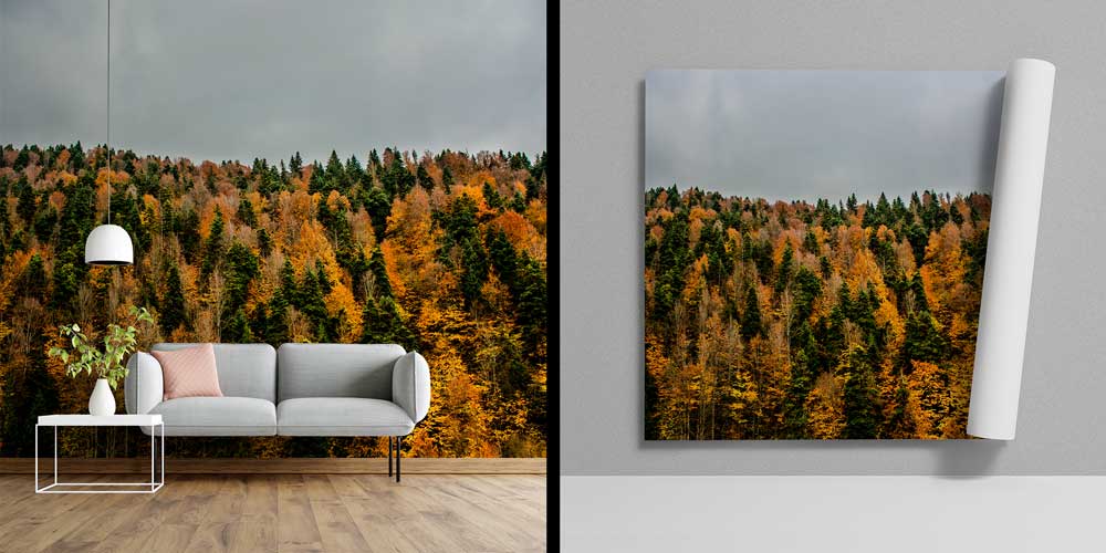 Sonbahar Ormanı Doğa Manzarası Duvar Kağıdı 11591