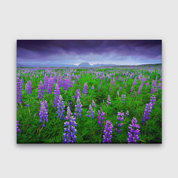 Mor Lupin Çiçekleriyle Doğa Manzarası Kanvas Duvar Tablosu 2121