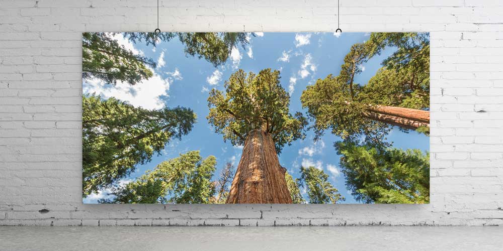 Dev Ağaçlar Orman Perspektifi Büyük Ebat Duvar Dekor Ürünü 14146