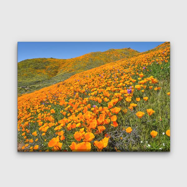 Turuncu Gelincik Tarlası Bahar Manzarası Duvar Tablosu 13633