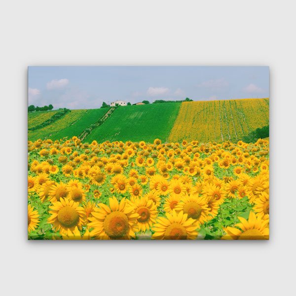 Günebakan Tarlası Manzara Kanvas Tablo 13364