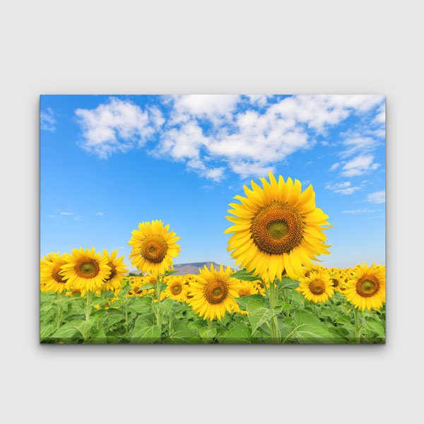Günebakan Ayçiçeği Tarlası ve Mavi Gökyüzü Kanvas Tablo 13354