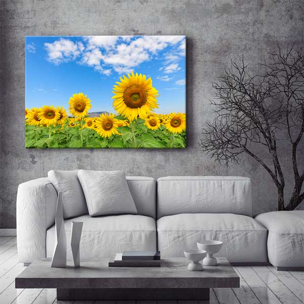 Günebakan Ayçiçeği Tarlası ve Mavi Gökyüzü Kanvas Tablo 13354