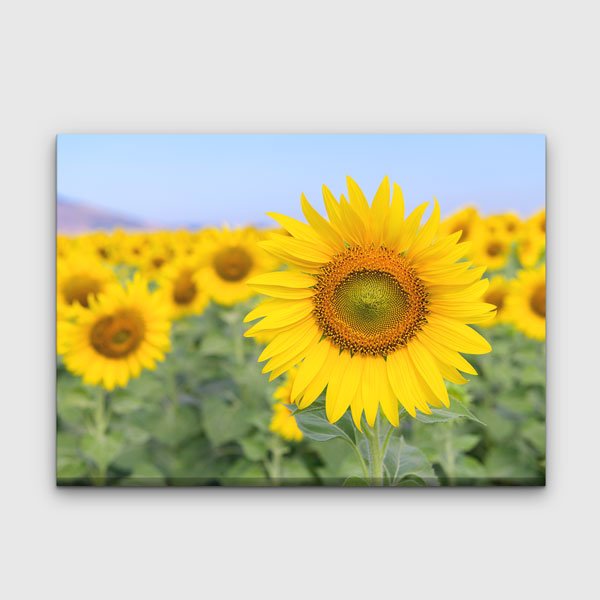 Yakından Çekim Ayçiçeği ve Sarı Tarlalar Kanvas Tablo 13355