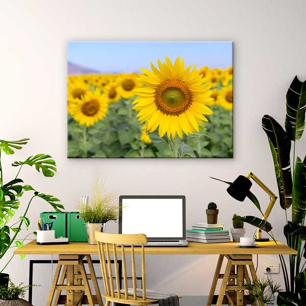 Yakından Çekim Ayçiçeği ve Sarı Tarlalar Kanvas Tablo 13355