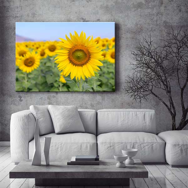 Yakından Çekim Ayçiçeği ve Sarı Tarlalar Kanvas Tablo 13355