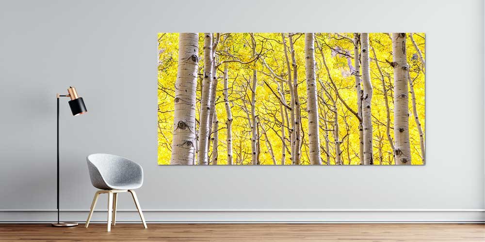 Altın Sarısı Huş Ağaçları Sonbahar Ormanı Manzarası Büyük Ebat Duvar Dekor Ürünü 14195