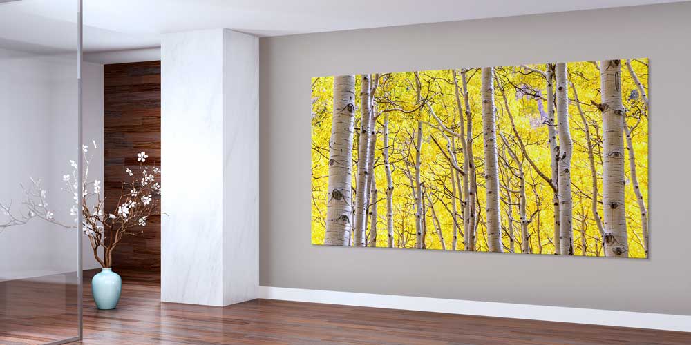 Altın Sarısı Huş Ağaçları Sonbahar Ormanı Manzarası Büyük Ebat Duvar Dekor Ürünü 14195
