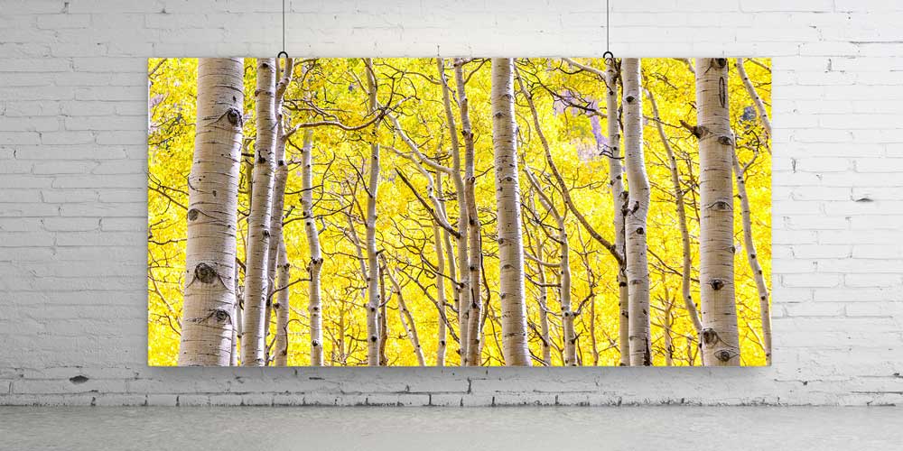 Altın Sarısı Huş Ağaçları Sonbahar Ormanı Manzarası Büyük Ebat Duvar Dekor Ürünü 14195