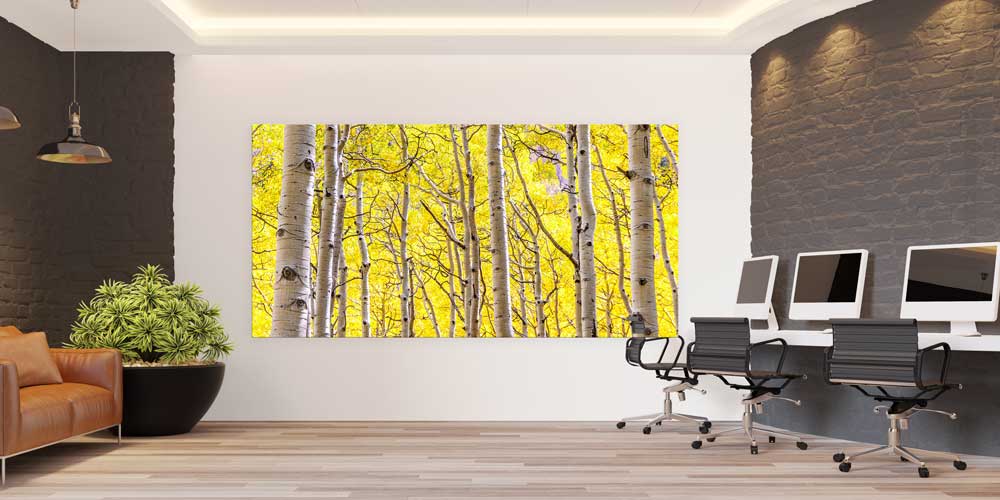 Altın Sarısı Huş Ağaçları Sonbahar Ormanı Manzarası Büyük Ebat Duvar Dekor Ürünü 14195