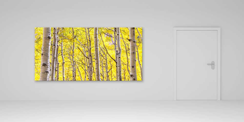 Altın Sarısı Huş Ağaçları Sonbahar Ormanı Manzarası Büyük Ebat Duvar Dekor Ürünü 14195