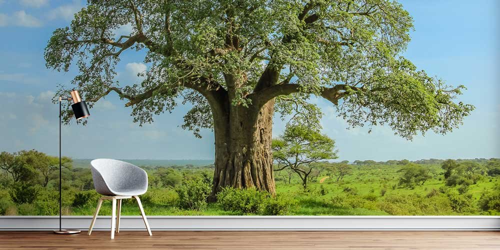 Afrika Baobab Ağacı Manzara Duvar Kağıdı 12817