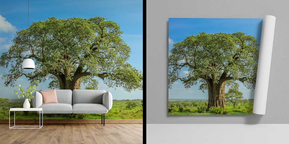 Afrika Baobab Ağacı Manzara Duvar Kağıdı 12817
