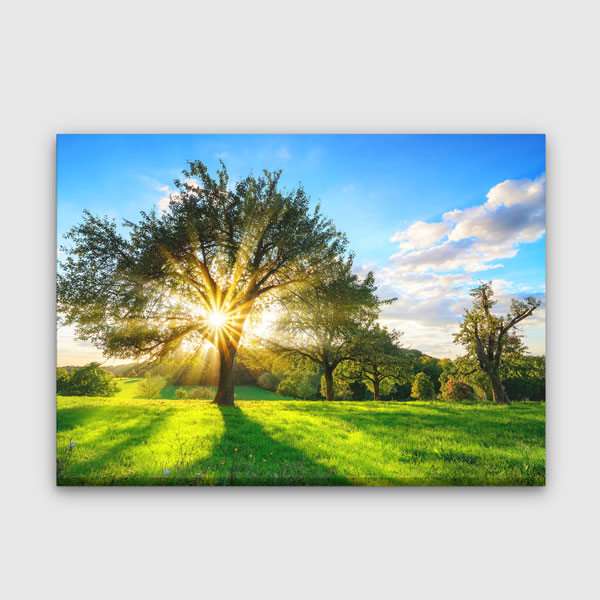 Güneş Işıkları Altında Ağaç ve Yeşil Çayır Manzarası Duvar Tablosu 13408