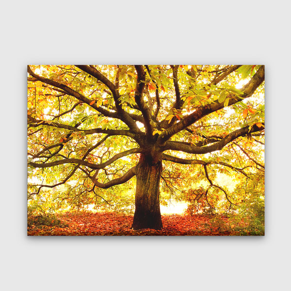 Sonbahar Altın Yapraklı Ağaç Manzarası Kanvas Tablo 13447