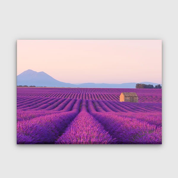 wall-design-art-13462-00 Fransa Provence Lavanta Tarlası Manzara Kanvas Tablo 13462