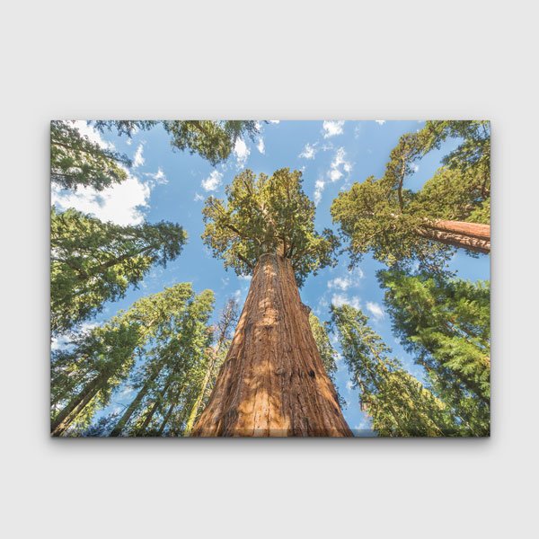 Dev Sekoya Ağaçları ve Gökyüzü Perspektifi Kanvas Tablo 13598