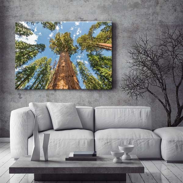 wall-design-art-13598-01 Dev Sekoya Ağaçları ve Gökyüzü Perspektifi Kanvas Tablo 13598