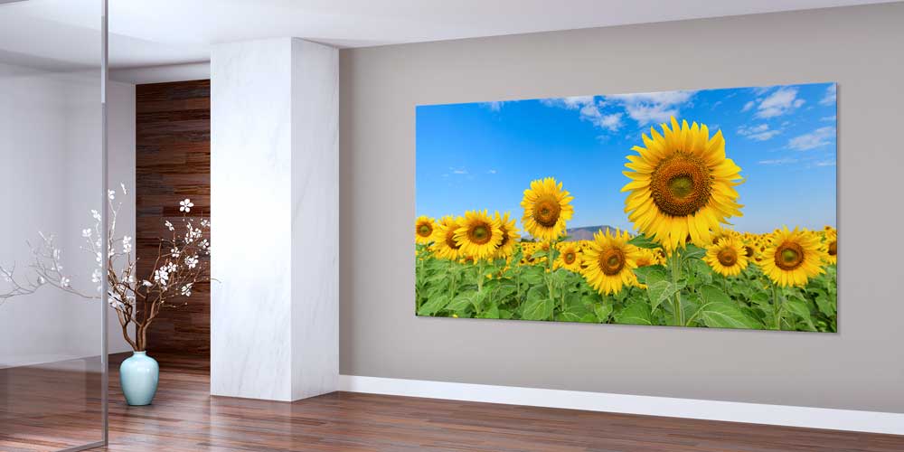 Ayçiçeği Tarlası ve Mavi Gökyüzü Büyük Duvar Dekoru 14063