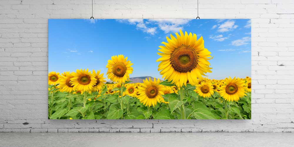 Ayçiçeği Tarlası ve Mavi Gökyüzü Büyük Duvar Dekoru 14063