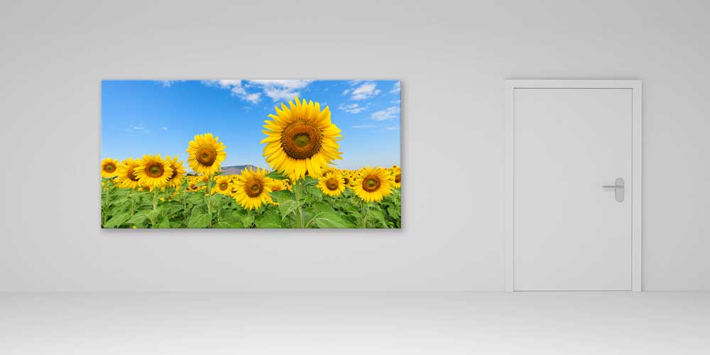 Ayçiçeği Tarlası ve Mavi Gökyüzü Büyük Duvar Dekoru 14063