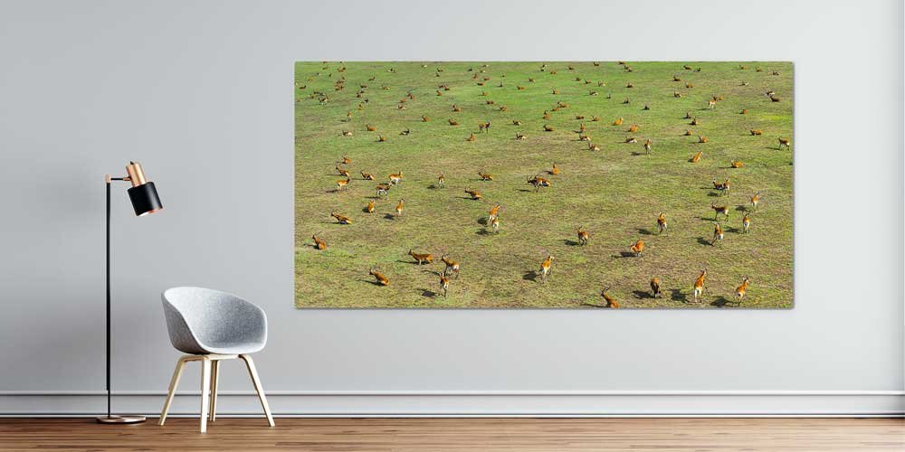 Afrika Antilop Sürüsü Büyük Ebat Duvar Dekoru 14010
