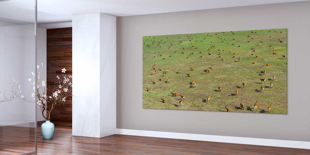 Afrika Antilop Sürüsü Büyük Ebat Duvar Dekoru 14010