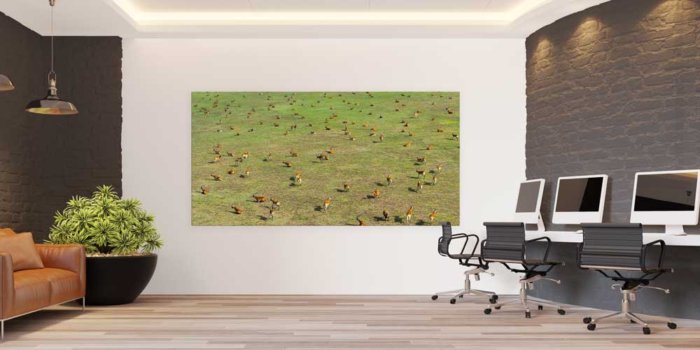 Afrika Antilop Sürüsü Büyük Ebat Duvar Dekoru 14010