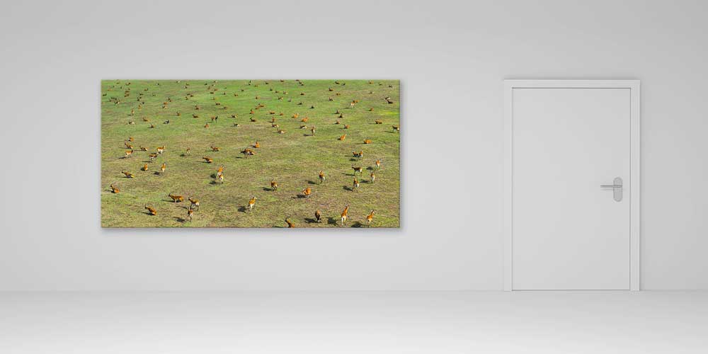 Afrika Antilop Sürüsü Büyük Ebat Duvar Dekoru 14010