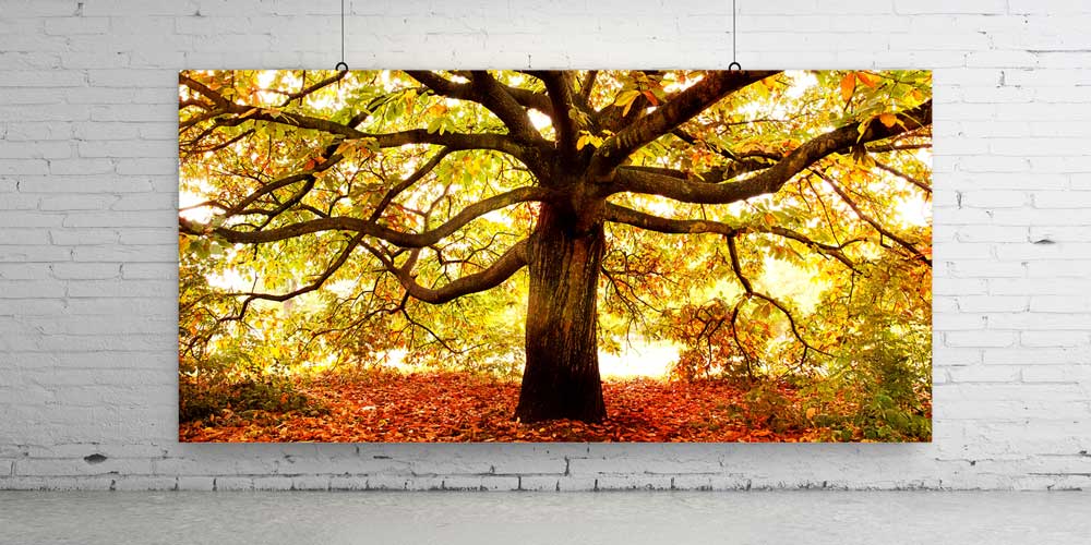 Sonbahar Yayılı Koca Meşe Ağacı Büyük Ebat Duvar Dekoru 14242