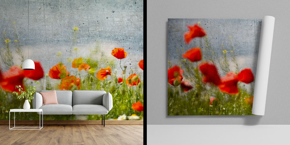 Beton Zemin Üzerinde Gelincik Çiçekleri Doğa Duvar Kağıdı 5246