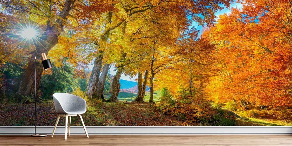 Güneş Işıklı Sonbahar Ormanı Manzaralı Duvar Kağıdı 13081