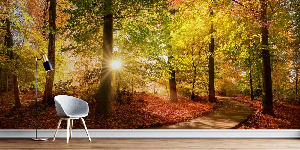 Sonbahar Orman Yolu ve Güneş Işığı Manzaralı Duvar Kağıdı 13085
