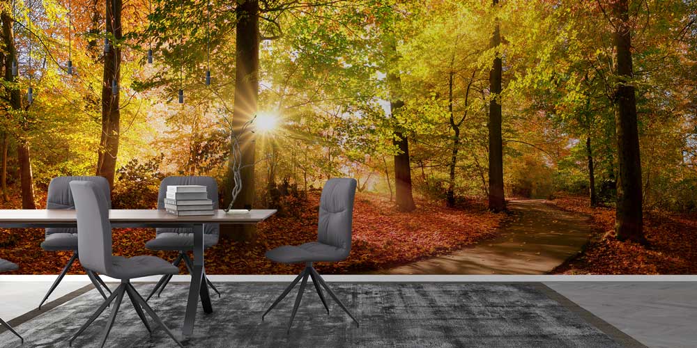 Sonbahar Orman Yolu ve Güneş Işığı Manzaralı Duvar Kağıdı 13085